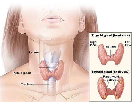 Thyroid Dysfunction Treatment Brooklyn NY