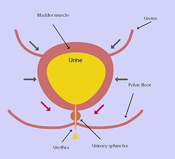 Urinary Incontinence Treatment - Century Medical and Dental Center