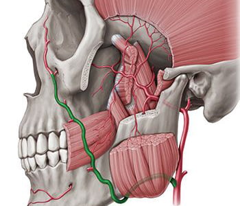 Tratamiento de venas faciales Los mejores doctores y especialistas en venas en Brooklyn NY