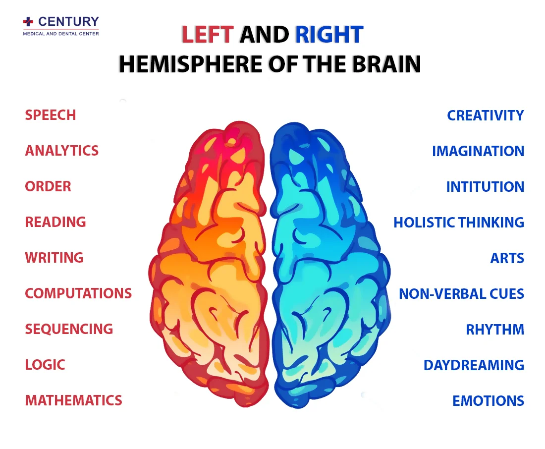 Left and Right Hemisphere of the Brain